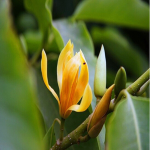 白玉兰花树苗,嫁接玉兰花苗,黄葛兰,芳香白缅花白兰花天女木兰