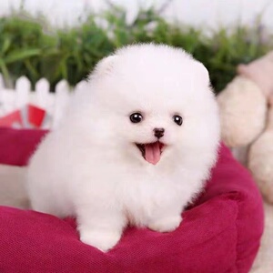 纯种博美犬幼犬茶杯犬长不大袖珍迷你俊介小型犬家养宠物狗狗活体