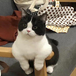 英短黑白奶牛猫宠物活体纯种猫咪纯黑色英国短毛猫血统矮脚猫舍