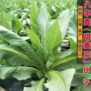 四季八甲甜唛种子恩平博白高州花芽圆叶唛菜种深圳阳春苦麦菜种籽