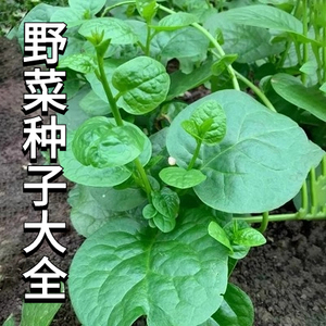 野菜种子大全人参养心菜面条香椿苦苣冬寒菜荠荠贡菜小茴香菜种籽