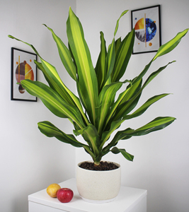 巴西美人金心也门铁盆栽香龙血树观叶绿植大型植物吸甲醛净化空气