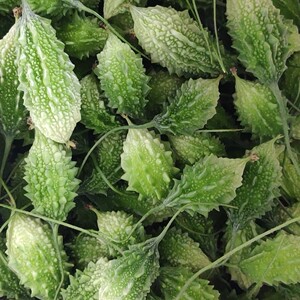 云南山苦瓜西双版纳野生苦瓜泰国吃播生吃小苦瓜泰傣哈尼布朗老挝