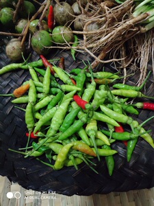 野生新鲜青小米椒西双版纳青小米辣泰傣哈尼布朗野生小米椒200g装