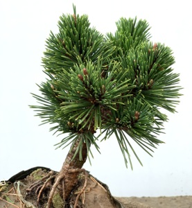 日本千寿丸盆景黑松植物大苗阳台庭院小盆栽花卉绿植四季常绿老桩