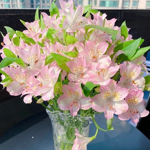 海盛六出花水仙百合鲜切花十支生日花束室内水养瓶插花基地直发