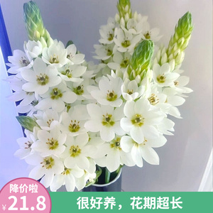 圣心百合雀梅天鹅绒鲜花橙色稀有花材花期长水养瓶插云南基地直发