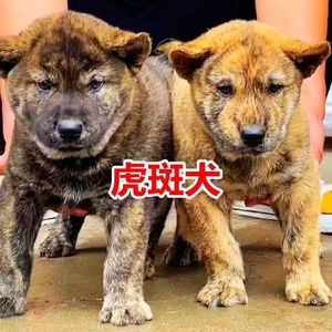 虎斑犬虎头狗活体狗纯种小老虎正宗中华田园犬宠物大头虎斑纹幼崽