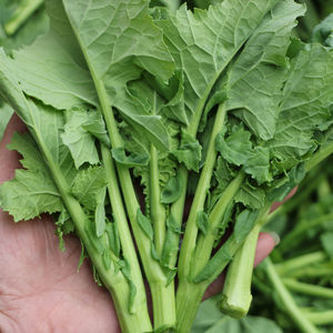 四川成都新鲜油菜苔自种蔬菜青菜油菜心白油菜头绿芸台菜薹芥菜苔