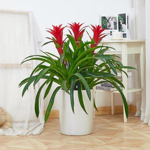 鸿运当头凤梨花小红星净化空气吸甲醛室内绿植物花卉盆栽开业送礼
