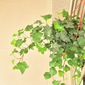 常春藤爬藤吊兰植物50厘米阳台客厅庭院楼顶盆栽室内植物四季常绿