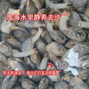 新鲜花甲鲜活海鲜蛤蜊贝类花蛤白蛤生鲜花蚬子杂色蛤250克/份