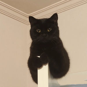 中华田园猫黑猫孟买猫玄猫黑英短活体幼猫黑煤球家养小黑猫宠物猫