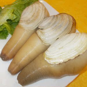 野生象拔蚌女神蚌 鲜活皇帝蛤海神蛤 日料刺身蚌仔海鲜潜泥蛤