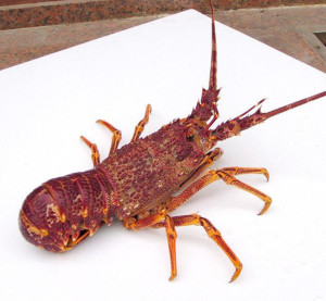 鲜活澳洲龙虾野生海鲜刺身龙虾生鲜特大澳龙每只1-4斤