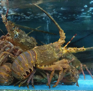 鲜活海虾岩虾进口智利龙虾 新鲜水产海鲜活虾刺身 大龙虾生鲜料理