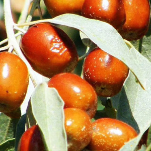 沙枣新货新疆特级野生沙枣孕妇零食500克开胃沙枣孕妇零食包邮