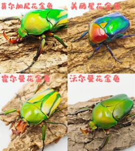 萌宠酷虫 莫尔加尼 美丽星 霍尔曼 沃尔曼花金龟 甲虫宠物成虫幼