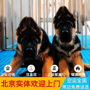 北京实体纯种德牧德国牧羊犬幼犬马犬黑背狼狗大头德牧弓背缉毒犬