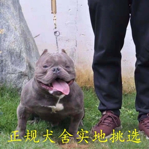 纯种美国幼犬 微小体口袋体活体 恶霸犬 宠物狗狗出售 秀比特犬