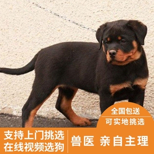 罗威纳犬纯种幼犬  罗威那杜宾德牧等警犬双血统赛级北京犬舍上门