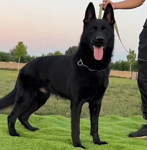 东德牧羊犬幼犬活体出售纯黑色东德国牧羊犬狗活物中华狼犬田园犬