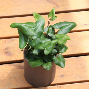 心愿蕨心连心爱心蕨类耐阴盆栽生态水陆雨林玻璃缸景观叶植物绿植