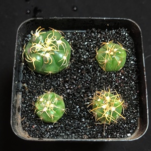 504人付款淘宝正版美杜莎法师多肉一物一拍黑金刚女巫墨娅王妃君美丽