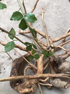 深山白簕根 新鲜苦刺根 三叶五加 苦刺茶  苦刺根 刺三加簕钩菜纯