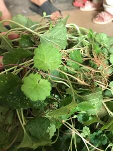 野生连钱草 新鲜透骨消 金钱草金 钱薄荷十八缺 落地金钱