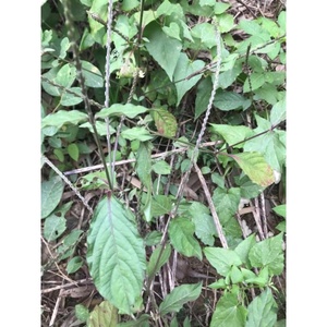 hlz9366淘宝倒扣草新鲜深山土牛膝倒钩草药材500g现