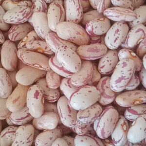 饭豆奶白花芸豆2022年秋新品2斤1000g农家无肥绿色食品做豆馅豆沙