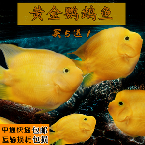 鹦鹉鱼苗黄鹦鹉