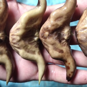 高产早熟两角大青菱角种早熟大牛角菱角