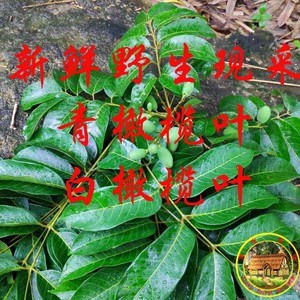 野生新鲜 青橄榄叶 绿橄榄树叶 非干品青果叶 白榄树叶500克包邮