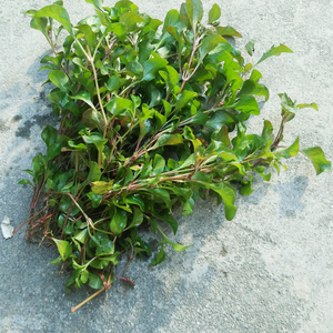 旱地西洋菜 台湾枸杞菜 泰国西洋菜苗 新鲜野菜14棵包邮