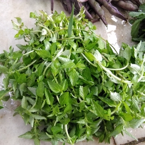 云南特产野菜调料新鲜蔬菜水香菜香薷酒店餐厅食材