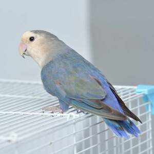 牡丹鹦鹉活宠物鸟体黄化情侣鹦鹉雏鸟玄凤活体桃面类牡丹