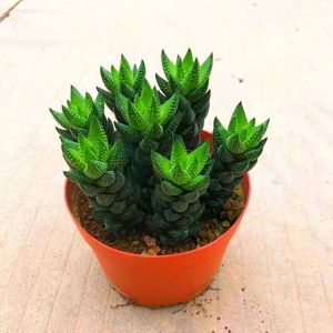 九龙塔多肉植物迷你小盆栽室内阳台客厅吸甲醛易养美观迷你盆栽