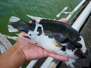 美洲慈鲷奶牛网纹火口鱼 魔王三色鱼热带观赏鱼活体