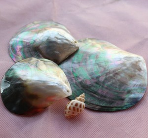 黑贝饰品 珍珠蚌壳天然形状 大溪地黑蝶贝 拍照背景道具装饰摆件