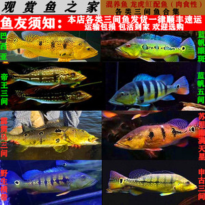 野生苏里南满天星横带七间申古三间帝王三间蓝帆眼斑巴西亚三间鱼