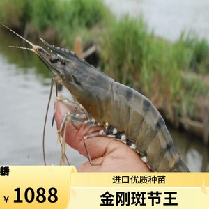 黑虎虾苗金刚虾苗斑节王虾苗桂虾苗日本对虾 花虾 麻虾 鬼虾草虾