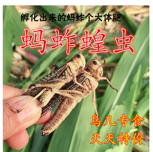 养殖大号提性1-3cm蚂蚱蝗虫蚱蜢虰蜢胡峰食四龄爬虫龟活虫新鲜黄