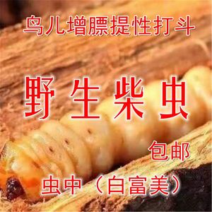 现货特大号柴虫50只贵州活体天牛幼虫富含蛋白质营养增膘提性打斗