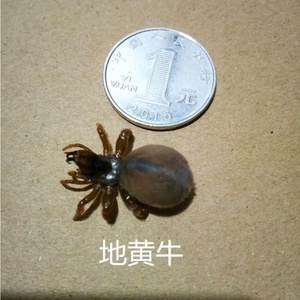 壁口袋地蜘蛛