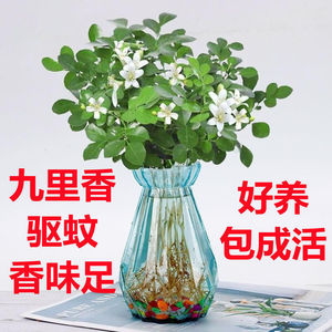 十里香花盆栽植物