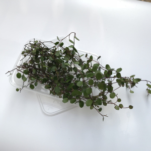 新鲜千叶兰 长寿藤 吊兰叶子酒店餐饮冷艺摆盘围盘花草 1盒约40g