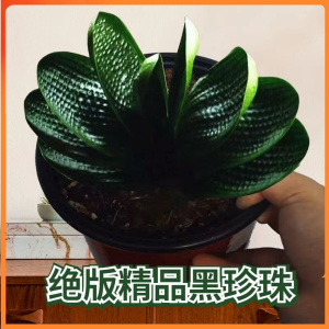 精品名贵特级君子兰东北圆头短叶苗黑珍珠和尚麻脸油匠宽带盆栽好