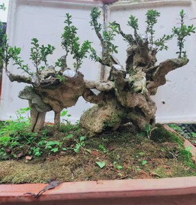 小叶珍珠黄杨提根过桥带碳化中型盆景熟桩四季常青不带盆包邮